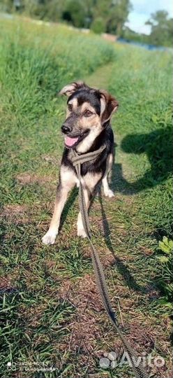 Песик Воробей в добрые руки