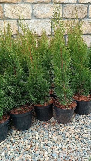 Туи Смарагд