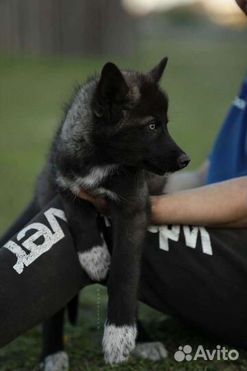 Мальчик волкособа