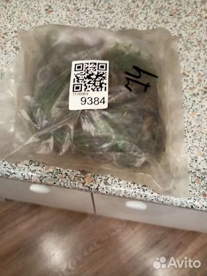 Мох сфагнум живой