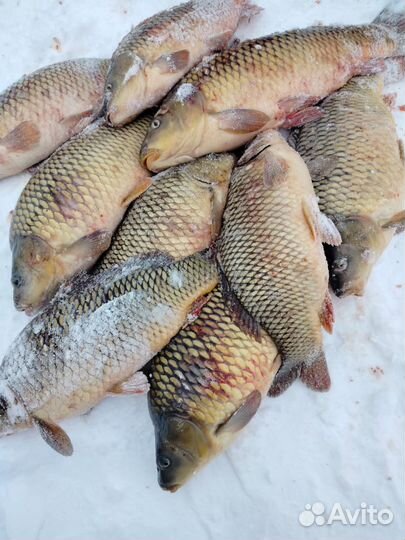 Свежая рыба, сазан, карась, щука, чехонь, судак