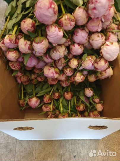 Пионы напрямую из Голландии пионы оптом