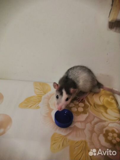 Крыска ручная дамбо