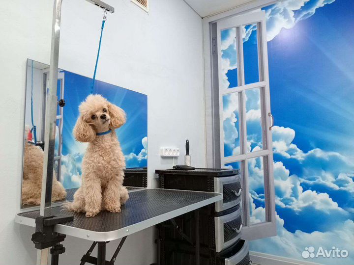 Стрижка собак в Темрюке