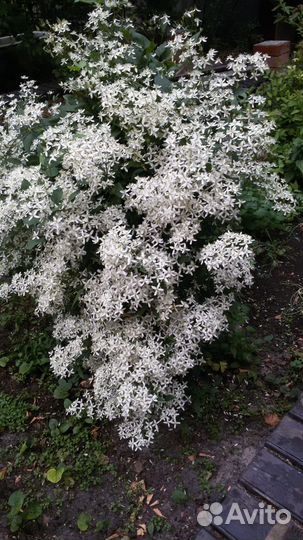 Многолетние цветы и цветущие кустарники