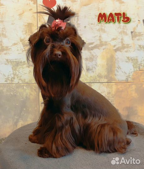 Девчонка - Зажигалка