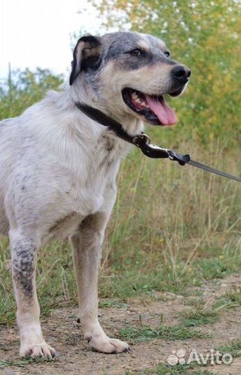 Собака Тито