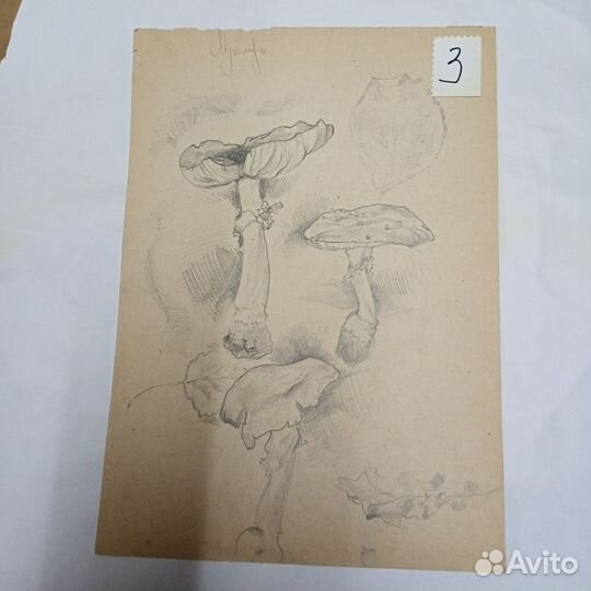 Рисунки батанические