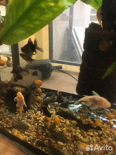 Прилипалы. Сомики-анциструс