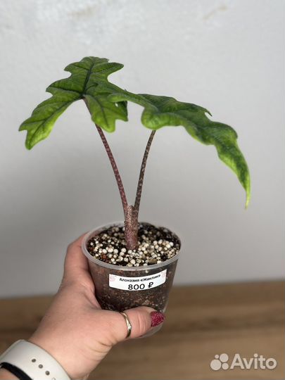 Алокази жаклин