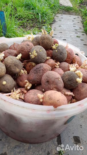 Семенной картофель