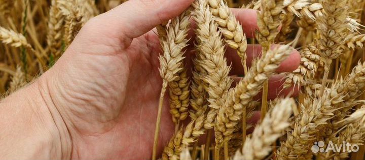 Семена канадской озимой пшеницы