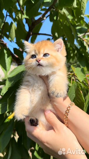 Британские котята