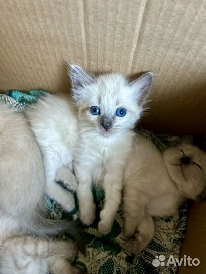 Котята в добрые руки