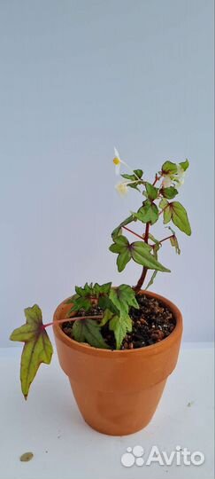 Бегония дрега каудесная