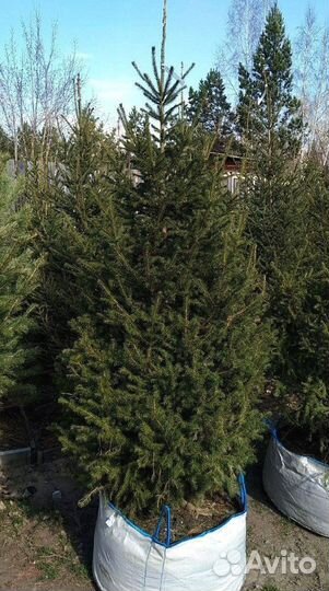 Сибирская ель экстра класс. Саженцы