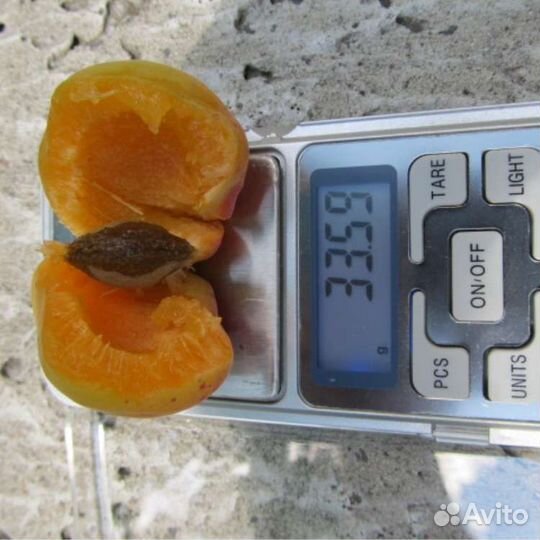 Абрикос Мелитопольский зкс 2 года