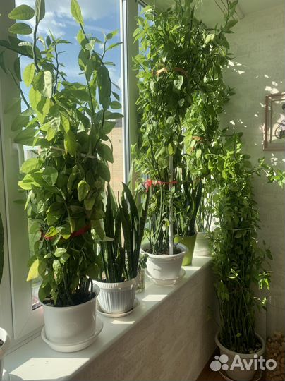 Продам цветы Педилантус