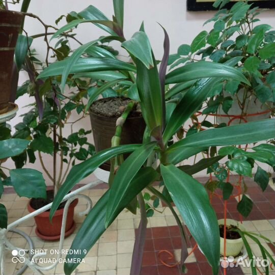 Традесканция Рео