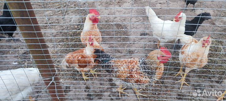 Молодые петушки