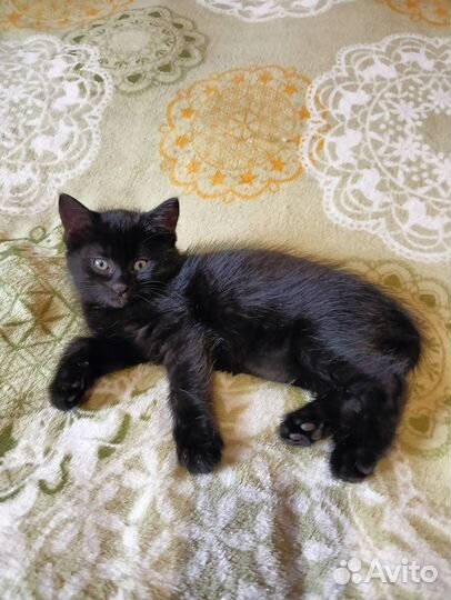 Отдам котят бесплатно в добрые руки