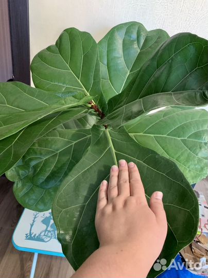 Фикус лирата большой комнатное растение