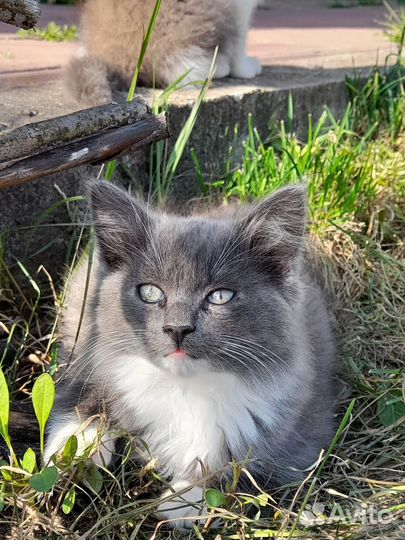 Котенок в добрые руки