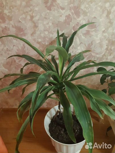 Драцена Гукера, обмен на бугенвиллии,большой фикус