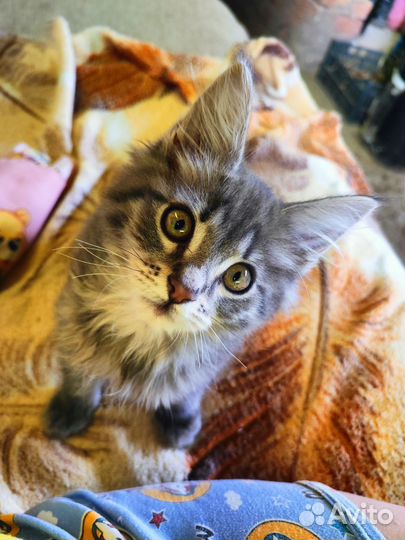 Котята мейн-кун