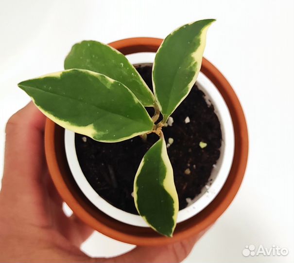 Сциндапсус, Хойя, пилея, бегония, фикус