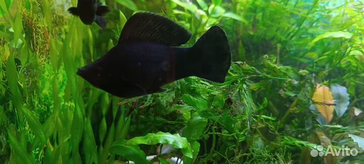 Велифера Нигра гигант/парусная