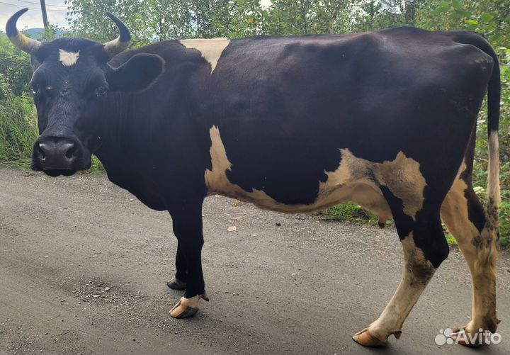 Корова дойная