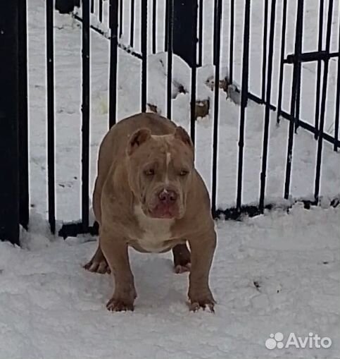 Американский булли стандарт классик