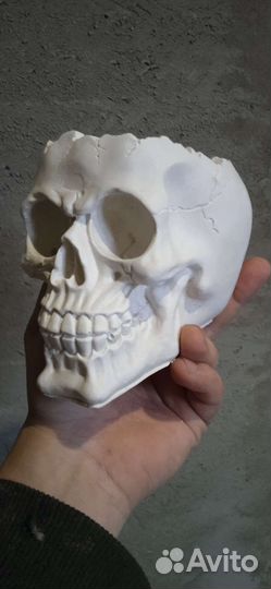 Череп набор