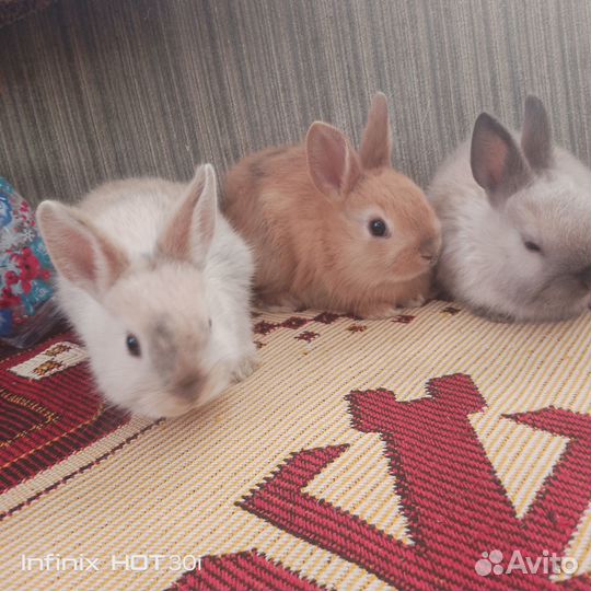 Декоративные кролики