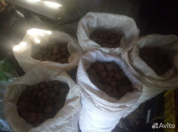 Картошка на корм