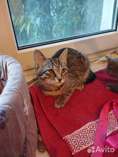 Маленькая кошечка