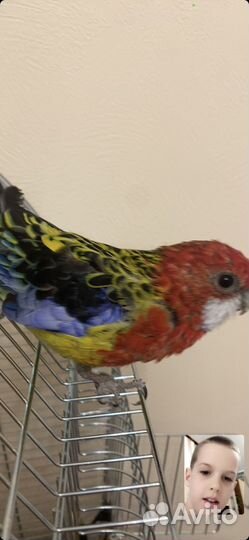 Попугай розела с клеткой