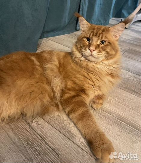 Котята мейн-кун рыжие