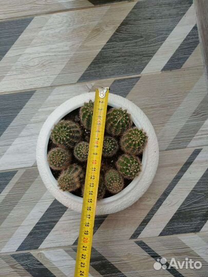 Кактусы и суккуленты