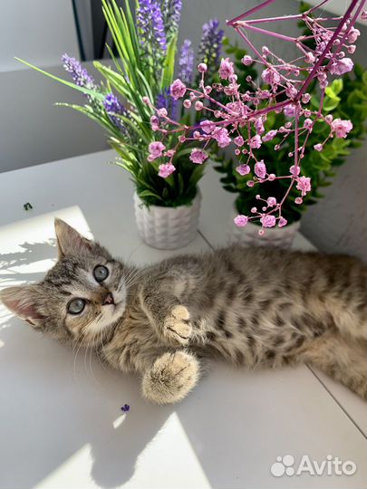 Котенок в добрые руки