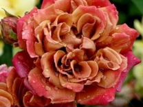 Саженцы роз каталог на осень(питомник)