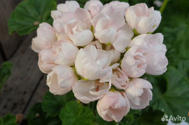 Пеларгония Hanna Andrea