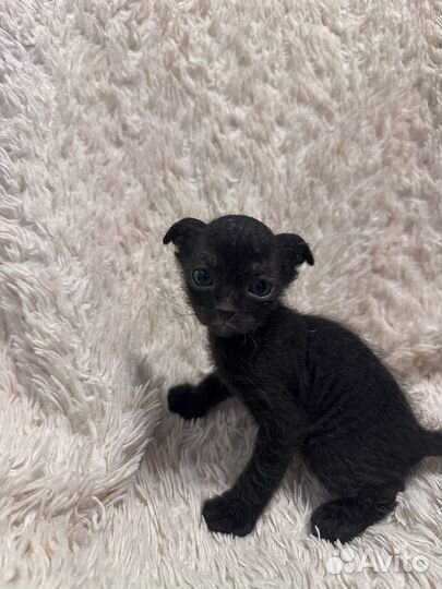 Котята сфинкс браш