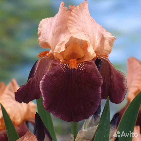 Ирис германский Cimmaron Strip Саженцы, Рассада