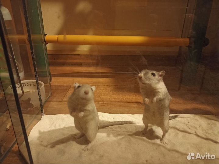 Монгольская песчанка