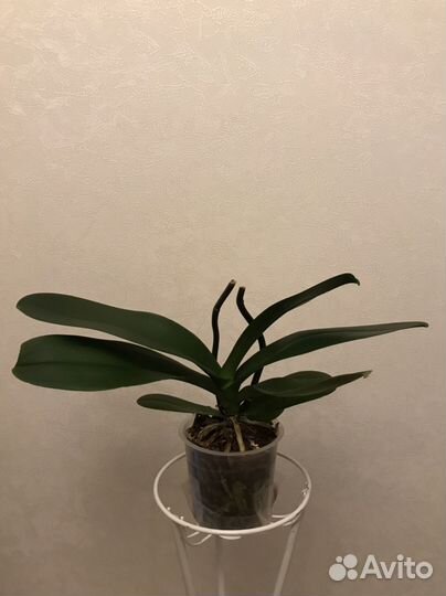 Орхидея фаленопсис