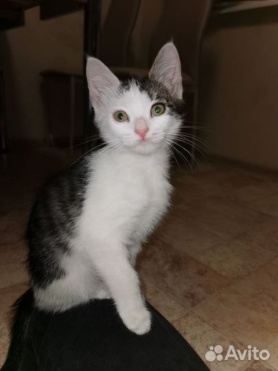 Котенок бездомный