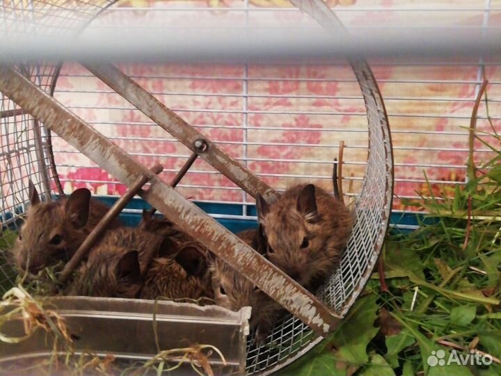 Бельчата дегу, чилийские 1+1