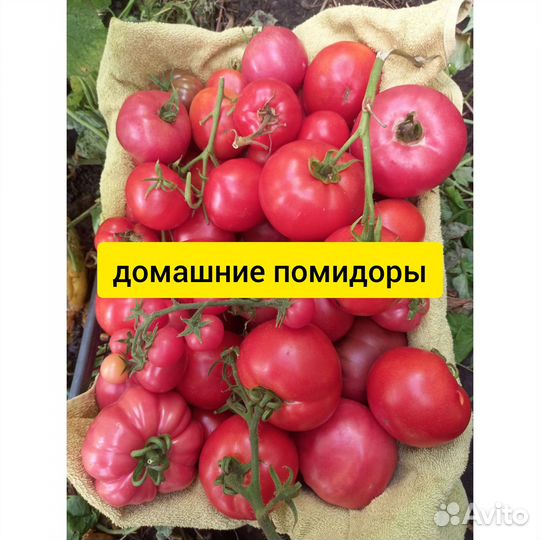 Домашние помидоры стручковая фасоль огурцы малина